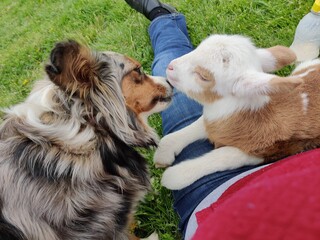 Lamb dog kiss friends love pets farm care tender