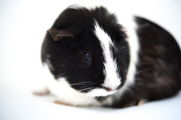 guinea pig on a white background 