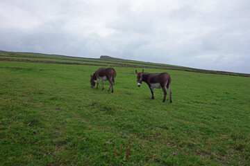 Fototapeta na wymiar Zwei Esel auf der Weide, Wiese, grasen, draußen, am Tag