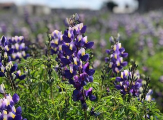 chocho flowers 