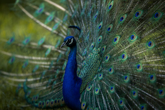 extraordinary and very beautiful blue and green peacock shows feathers in full beauty