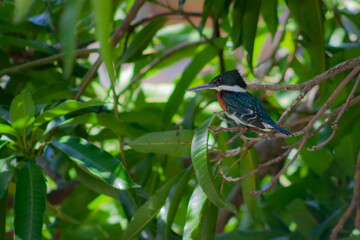 Bird on a branch with space on the left, kingfisher