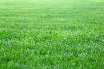 Green grass background. Young lawn in summer under the sun on a field in a public park