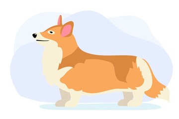 Dog welsh corgi side view looking sideways Full length on white background Cute beautiful dog Vector illustration