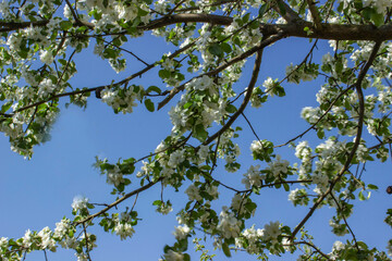 Charming view of a blossoming apple tree. Inflorescences in the sunlight. Variety Antonovka. Close-up. Pseudo Macro.