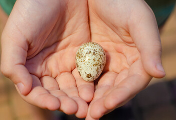 hands holding couple fresh eggs