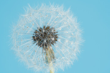 Close up of dandelion on turquoise blue background.Selective focus.Copy space.