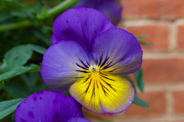 Beautiful variegated spring pansy in vivd shades of purple and yellow © Jane Tansi