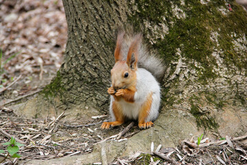 Naklejka na ściany i meble Squirrel eating a nut sitting on a treetrunk