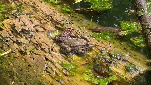 Two frogs resting on a tree log in pond