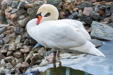 The swan at the Dumbrava Monastery, Alba, ROMANIA, 2021