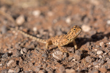 lizard in namibian kalahari dry landscape