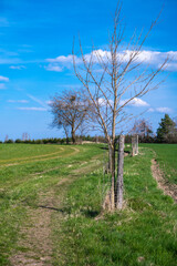 Fototapeta premium Young planted trees along dirty way between field and meadow, spring.