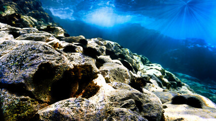 Underwater landscape