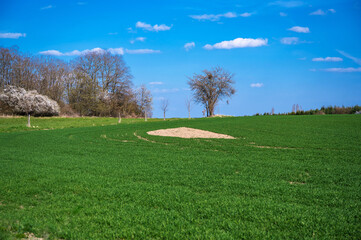 Green field and blooming tree on horizon.