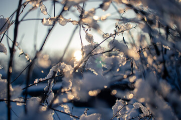 Fototapeta na wymiar Frost, ice, snow covered branches in sunrise light