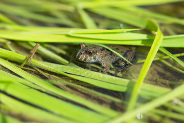 The European fire-bellied toad (lat. Bombina bombina), of the family Bombinatoridae.
