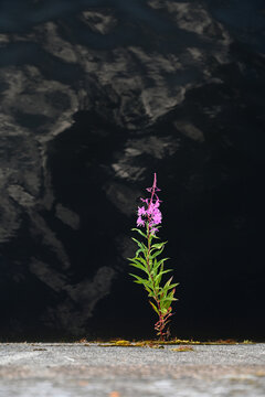 single beautiful pink willow-tea flower or a blooming Sally grows on a rock. Medicinal plant Ivan-tea on the background of dark water in the river