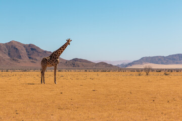 lone giraffe standing in typcial namibian landscape in namib naukluft park during selfdrive april 2021 © Miguel