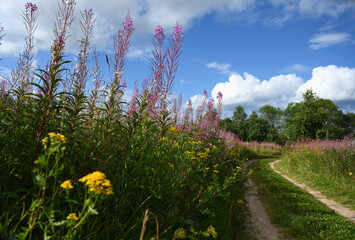 Obraz premium country road through a beautiful flowering field. Pink flowers of Ivan-tea or blooming Sally. Medicinal plant willow-grass grows in a meadow against a blue sky