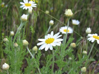 Daisies on a background of green grass.
