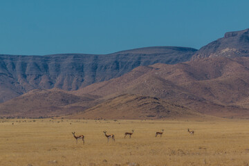 group of springboks in front of mountains in savannah