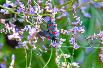 zygaena filipendulae rests on limonium flowers