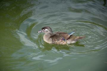 little duck Dumbrava Monastery, Alba, ROMANIA, 2021