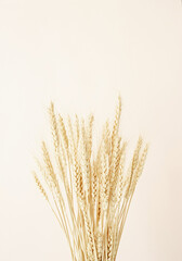 Fototapeta premium Close up of wheat spikes on beige background. Minimal neutral floral composition