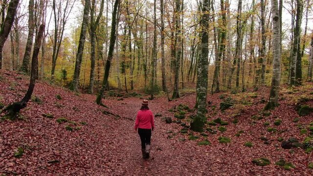 Hiker woman walking through the forest in Autumn.
Drone aerial footage flying across the red fields in Fall.
Walking across the beech field in early autumn.
Natural landscape of La Fageda in Fall, Gi