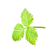green raspberry leaf isolated on white background. young leaf cut out
