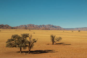 landscape of sossusvlei- acacia tree, savannah and red dunes