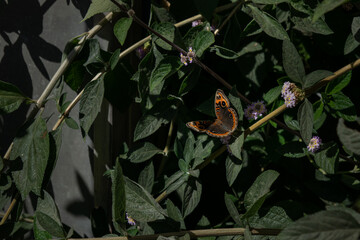 orange brown butterfly among green leaves by the sunlight