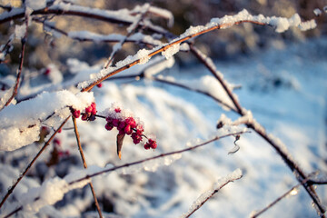 Snow, frost, ice covered red berries on branches in sunrise light