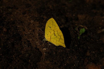 detailed yellow butterfly on a brown dirt background
