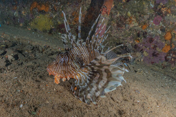 Lionfish in the Red Sea colorful fish, Eilat Israel

