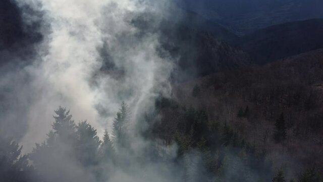 Dark smoke rising from fire in fir forest. Top drone aerial view. Burning trees due to deforestation. Horrible wildfire pine wood disaster. Air pollution, ecology, climate changes