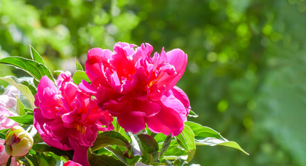 Pink peony flower on a background of emerald greenery in the garden.