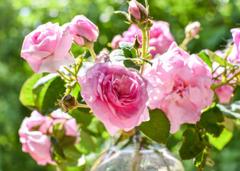 Pink flowers on a background of emerald greenery in the garden.