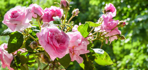 Pink flowers on a background of emerald greenery in the garden.