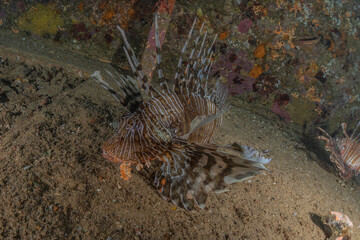 Lion fish in the Red Sea colorful fish, Eilat Israel

