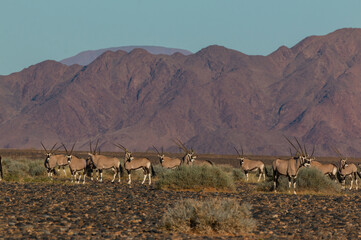 Fototapeta na wymiar herd of oryx antelopes in typcial namibian landscape