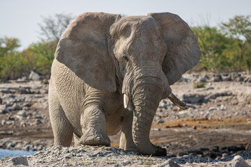 Elephant in Etosha,. Namibia from the front