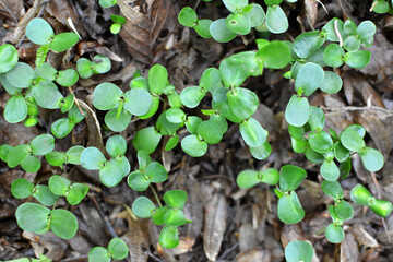 Hornbeam (Carpinus betulus) sprouts germinated in the forest from seed