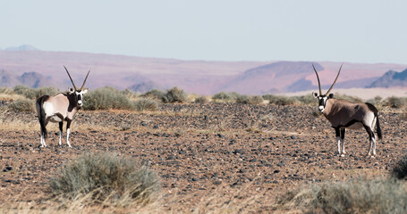 herd of oryx antelopes in typcial namibian landscape