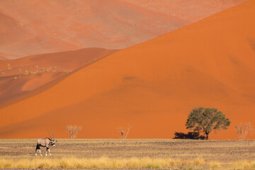 Fototapeta na wymiar oryx standing in front of red dune in sossusvlei park during giving a picteresque scenery 