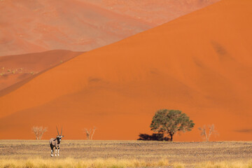 oryx standing in front of red dune in sossusvlei park during giving a picteresque scenery 