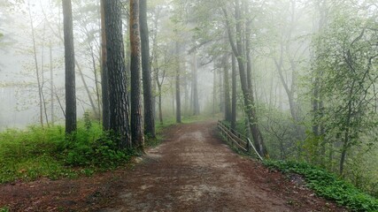 Obraz premium Beautiful scenic foggy weather in the morning forest.