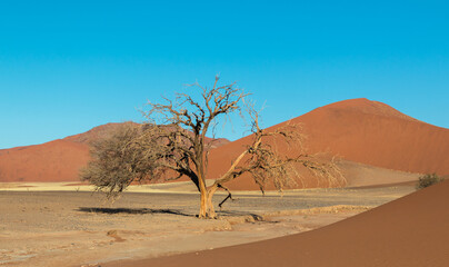 Fototapeta na wymiar dead tree in namib naukluft national park - namibian landscape