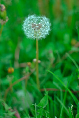 dandelion on green grass